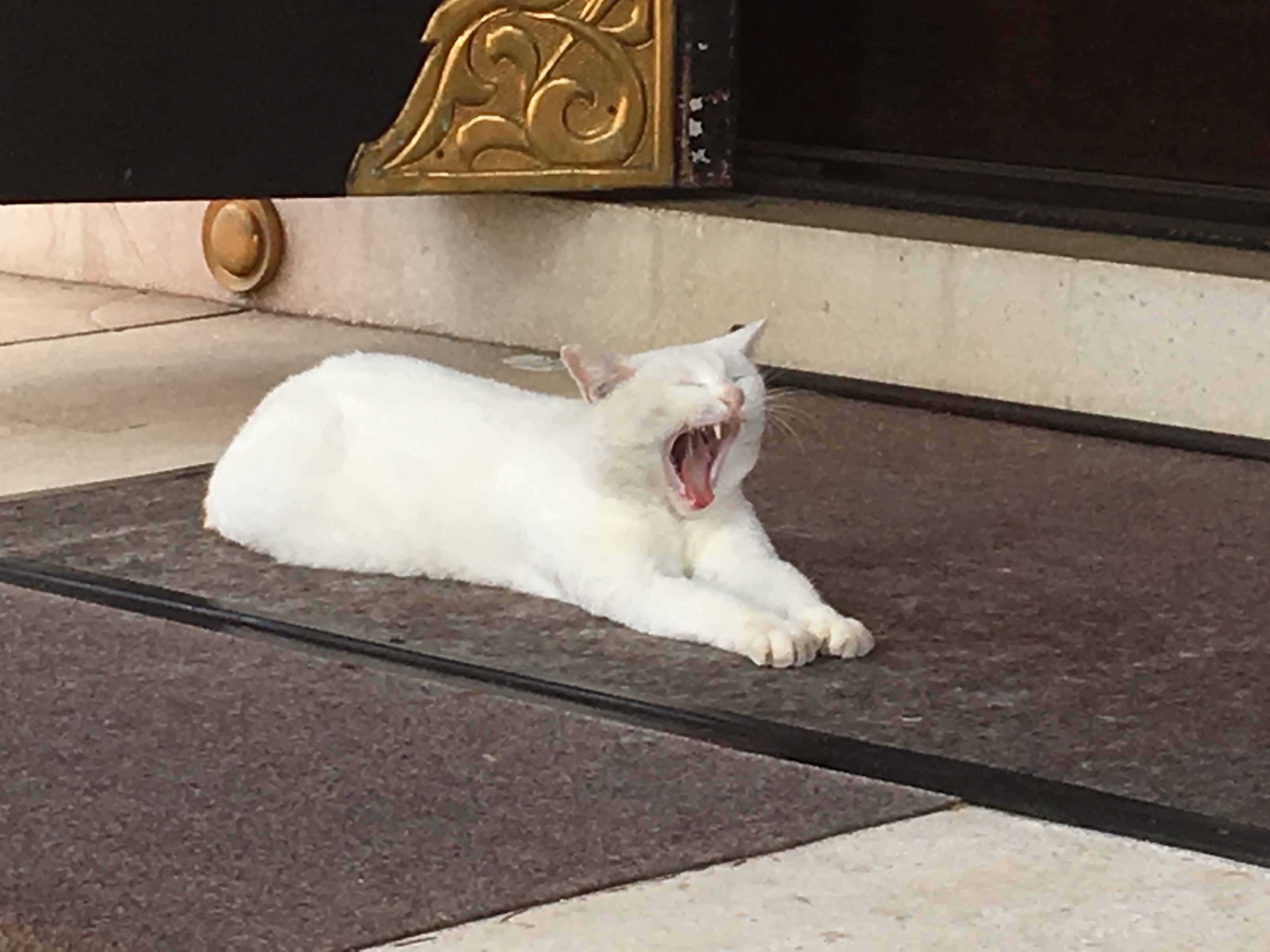 今戸神社で幸運の白猫のナミちゃんに遭遇 スマホ待ち受け効果 大宮の歯医者 鈴木歯科医院